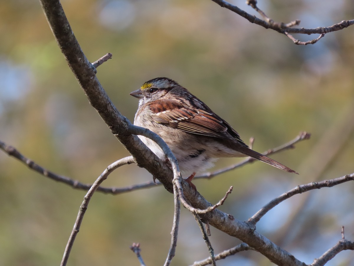 White-throated Sparrow - ML618253595