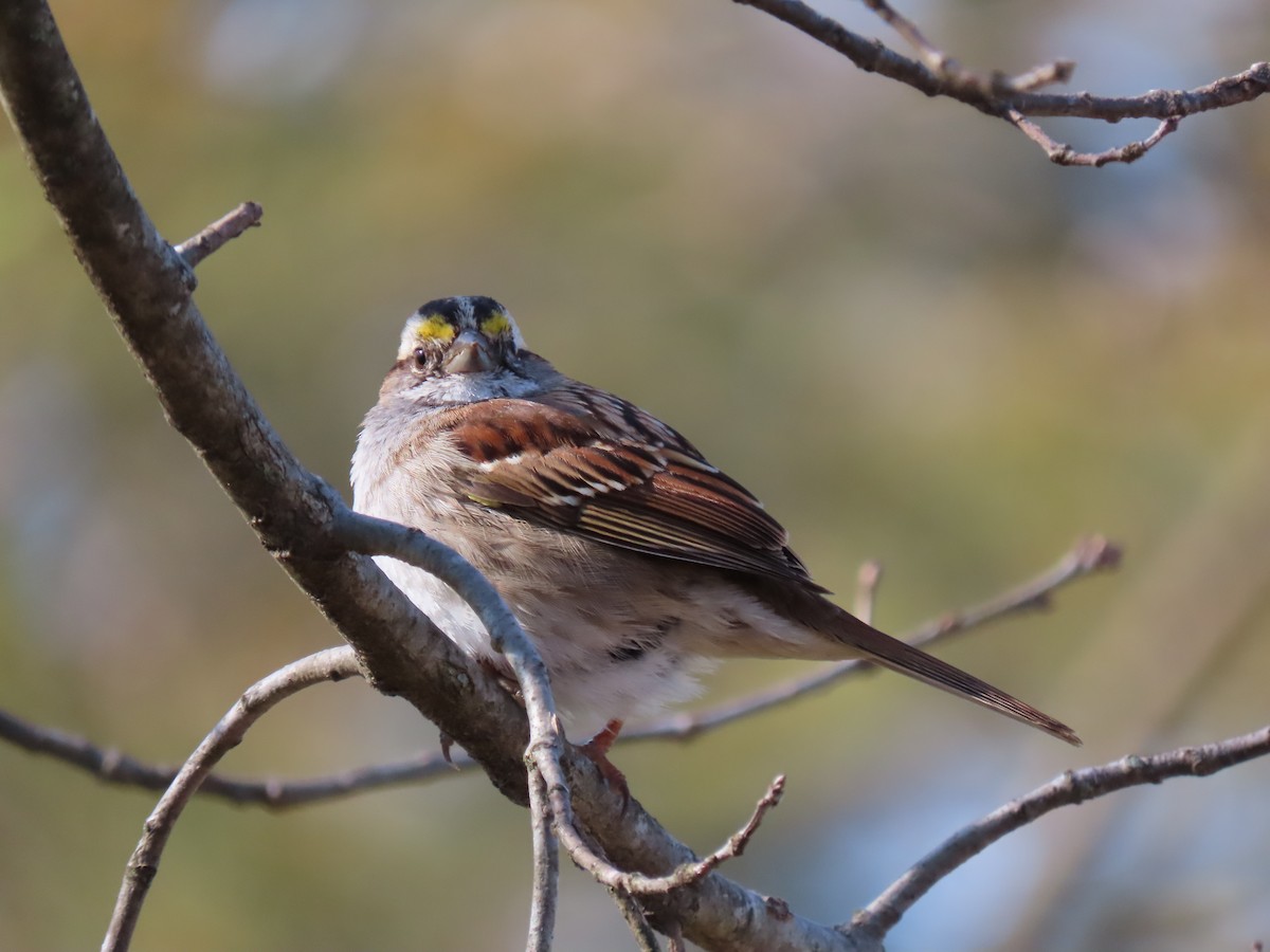 White-throated Sparrow - ML618253596