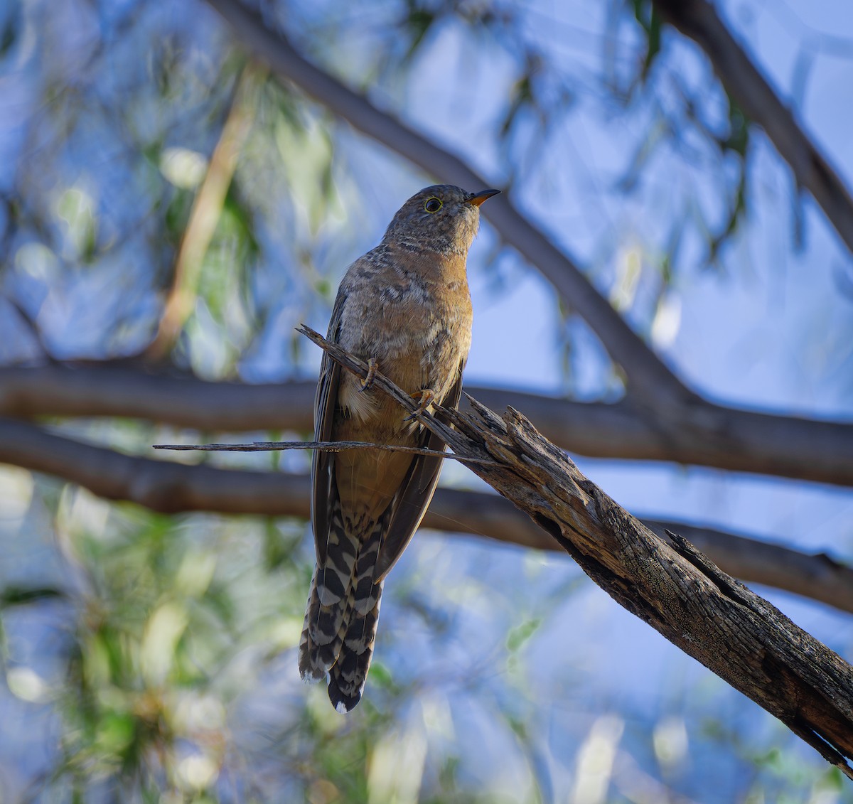 Fan-tailed Cuckoo - ML618253627