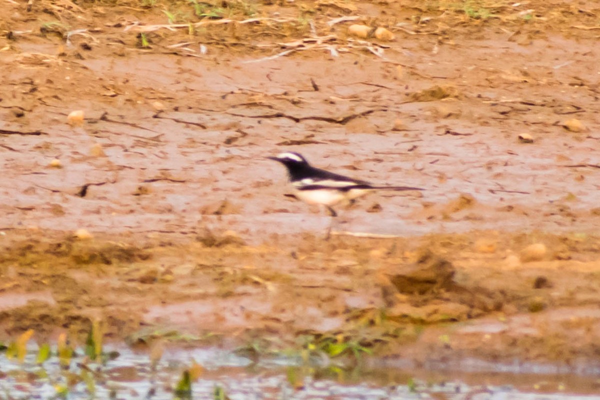 White-browed Wagtail - ML618253634