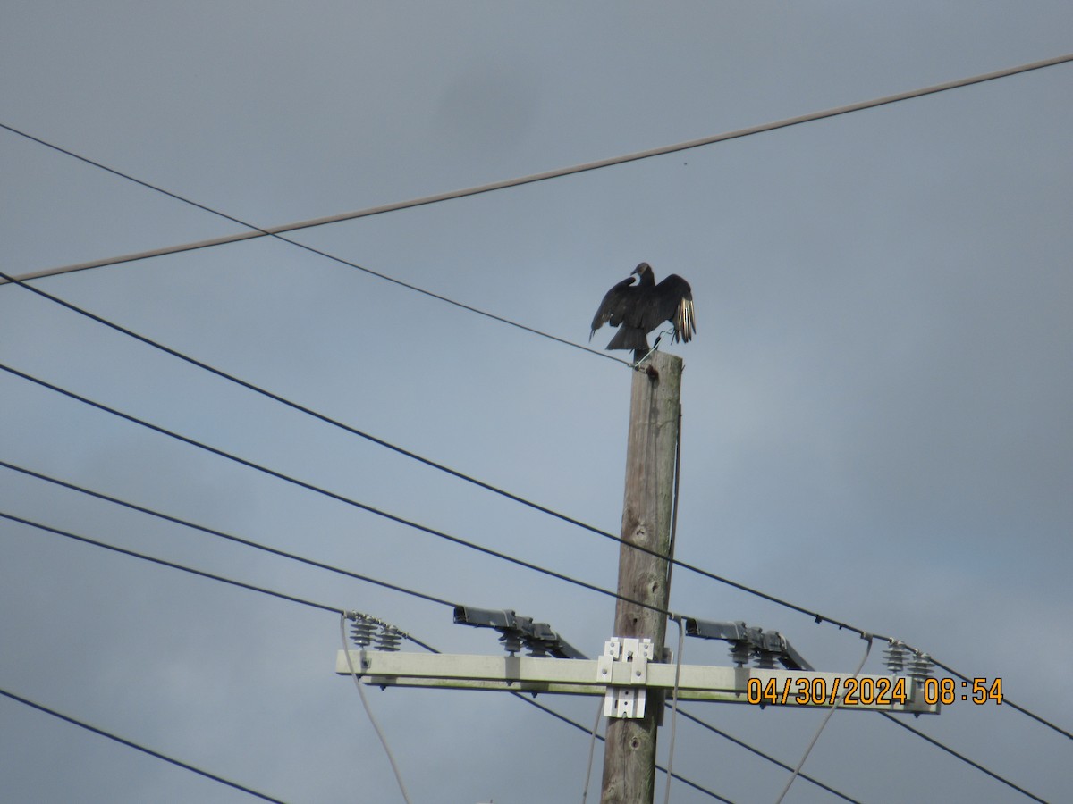 Black Vulture - ML618253641