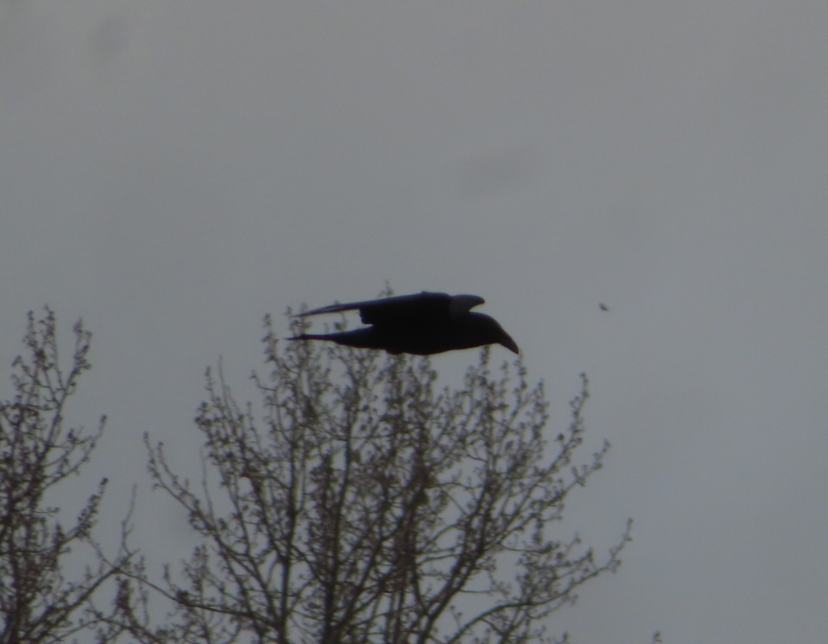 American Crow - ML618253649