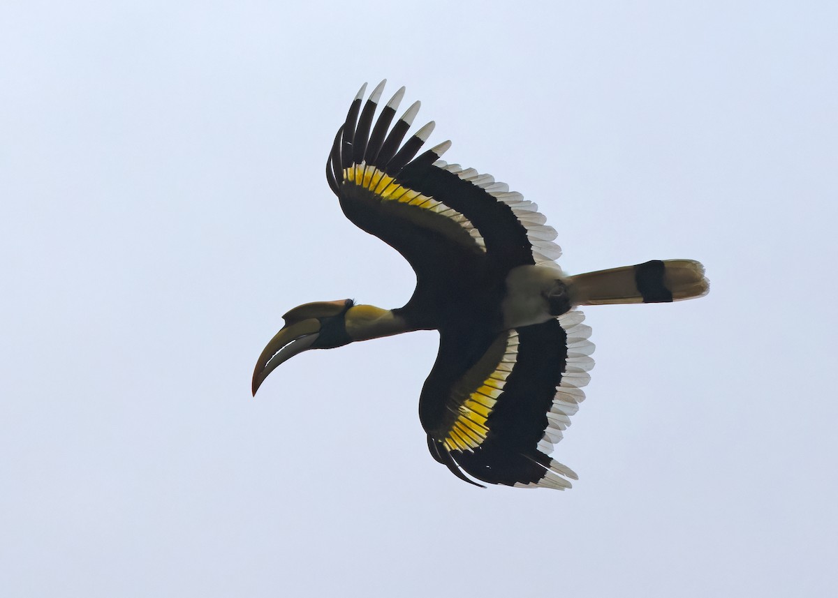 Great Hornbill - Ayuwat Jearwattanakanok