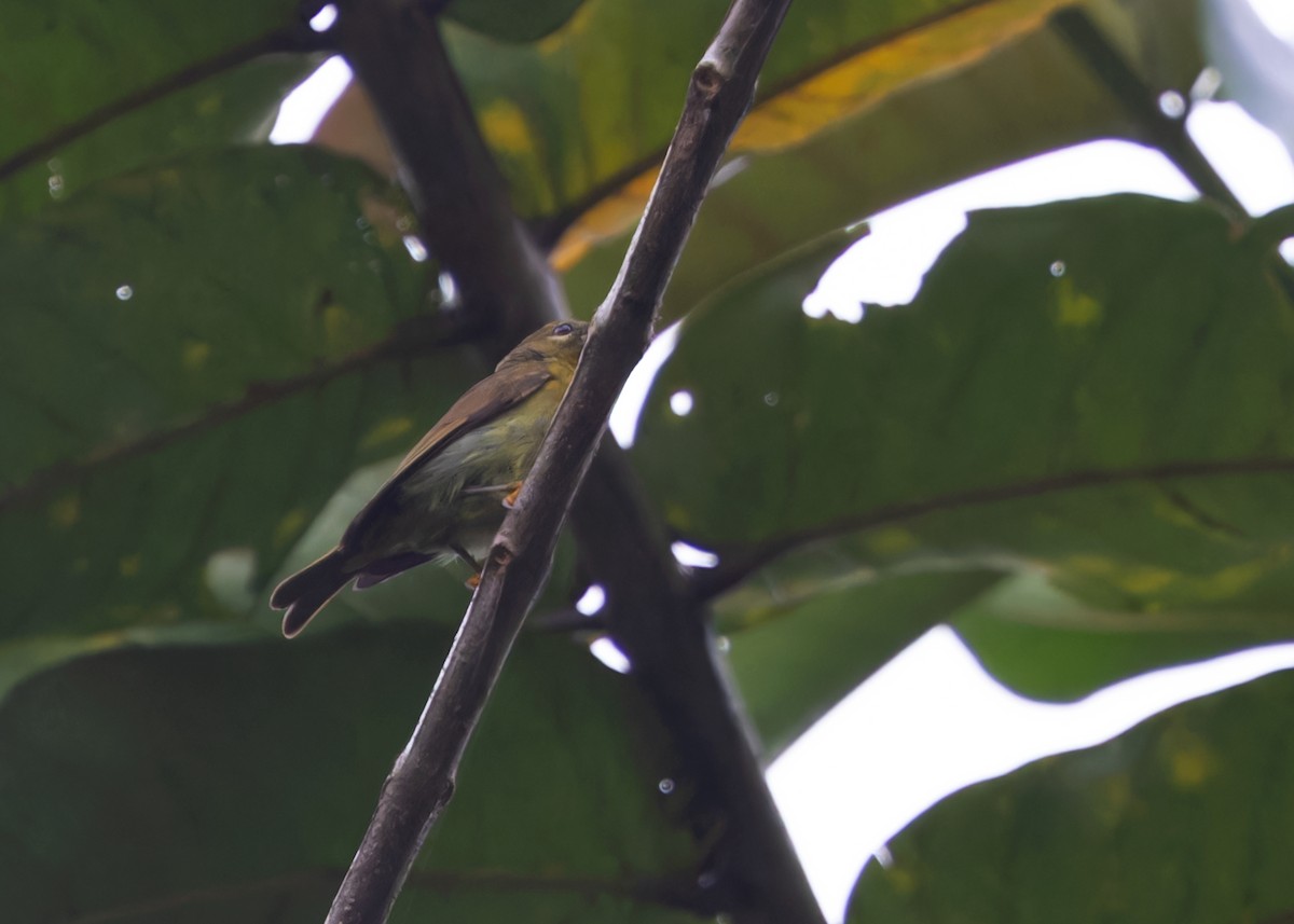 Red-throated Sunbird - Ayuwat Jearwattanakanok