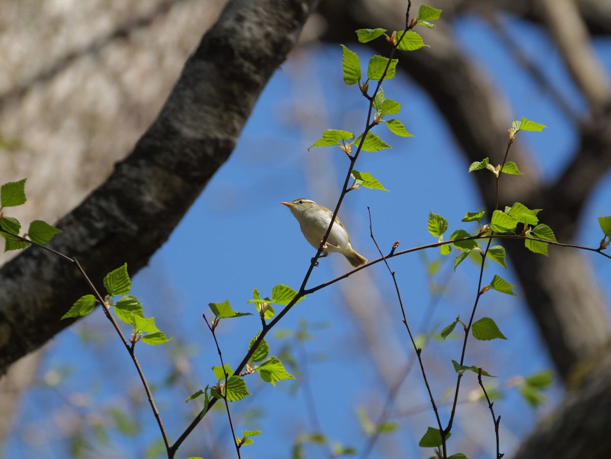 Eastern Crowned Warbler - としふみ しみず
