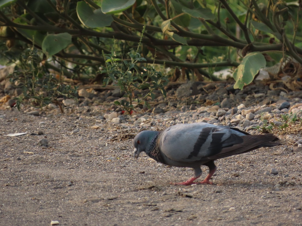 Rock Pigeon (Feral Pigeon) - ML618253693