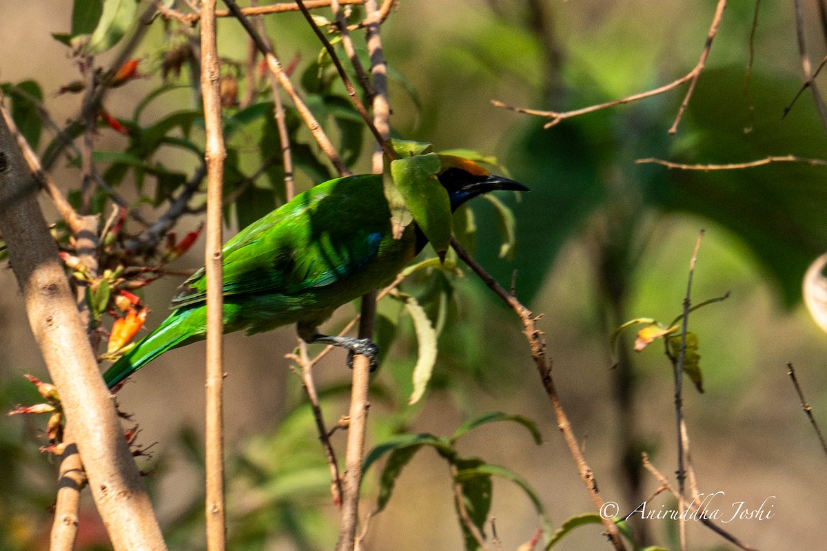 Golden-fronted Leafbird - Aniruddha Joshi