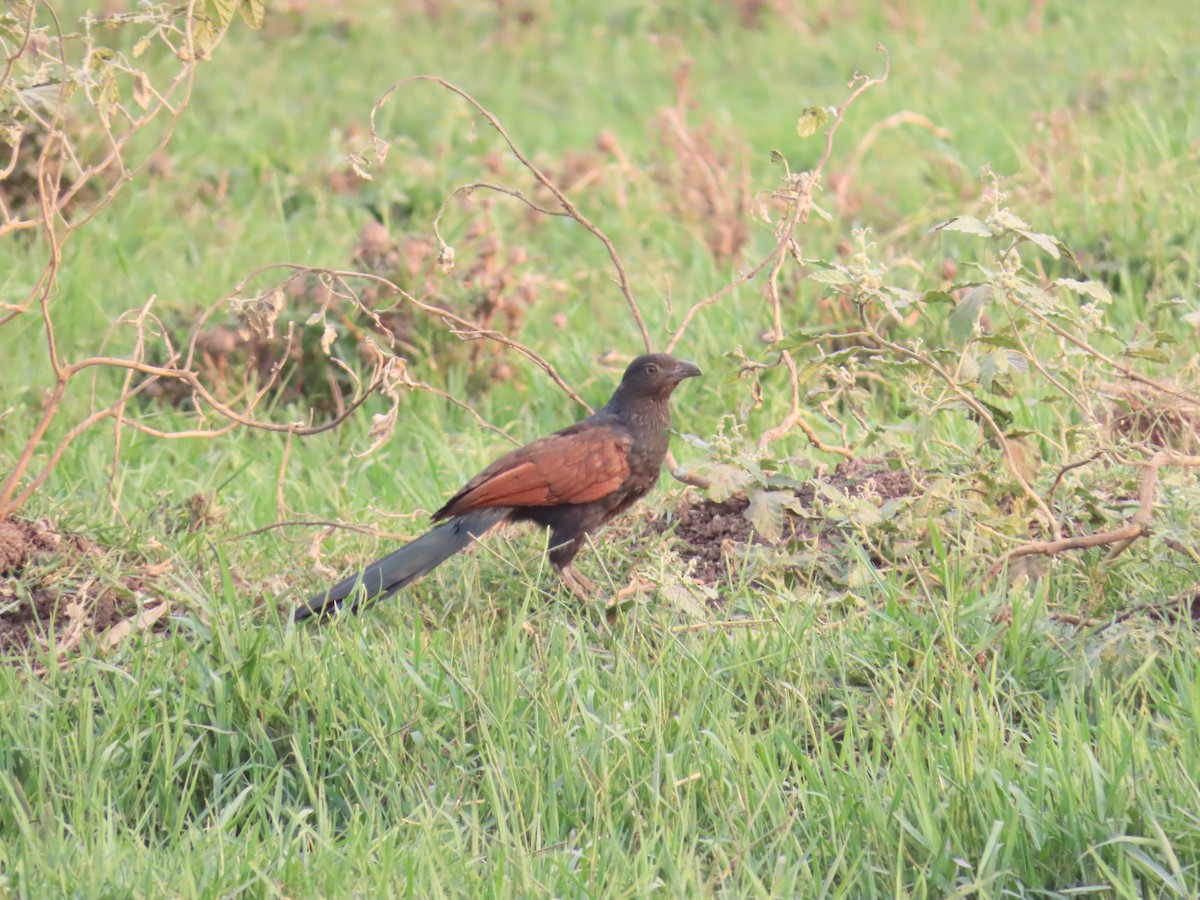 Greater Coucal - ML618253721