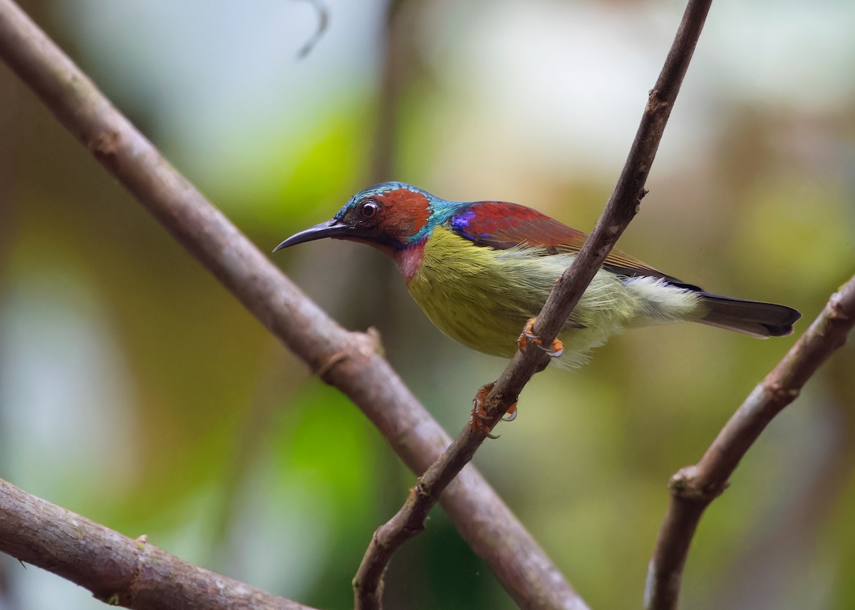 Red-throated Sunbird - Ayuwat Jearwattanakanok