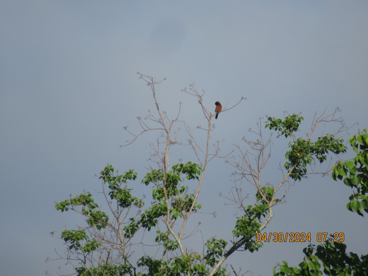 Orchard Oriole - ML618253733