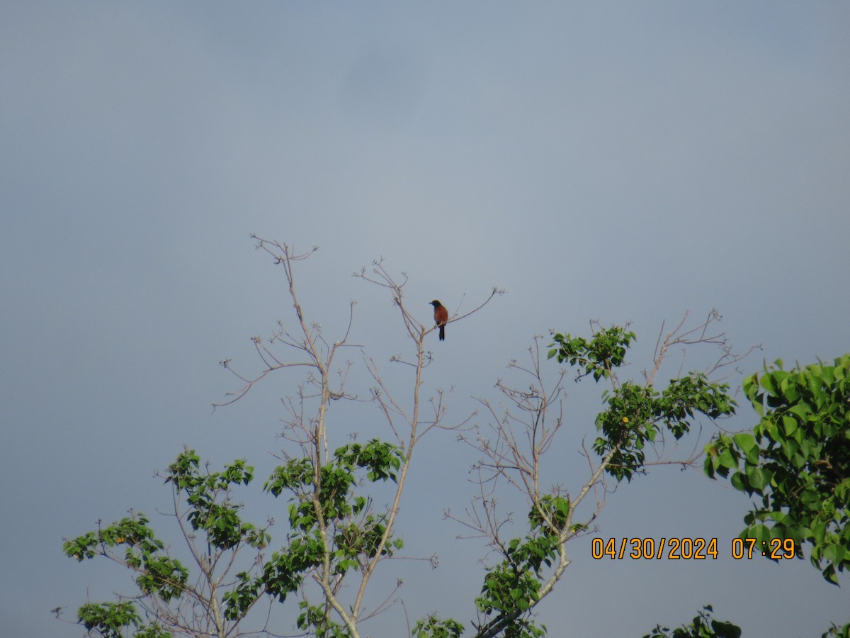 Orchard Oriole - ML618253734