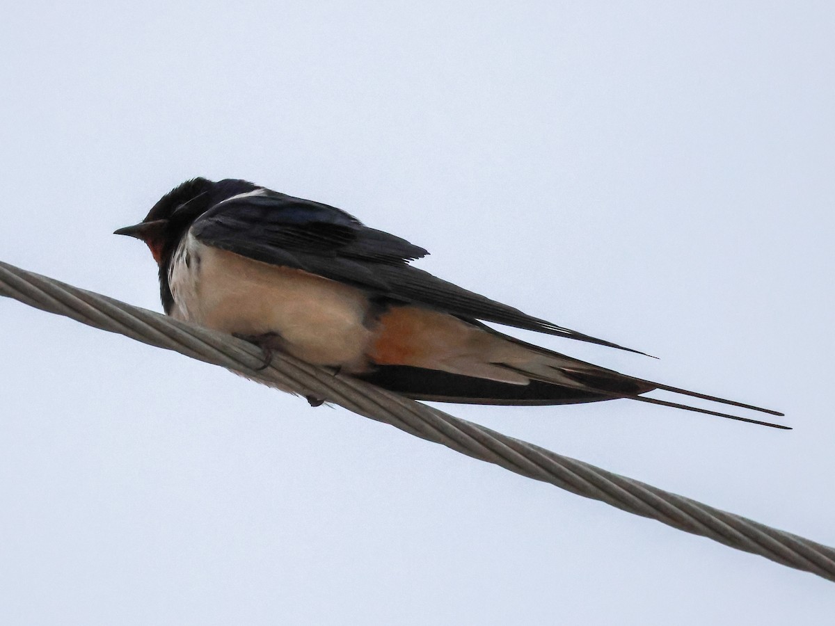 Barn Swallow - Muammer Ülker