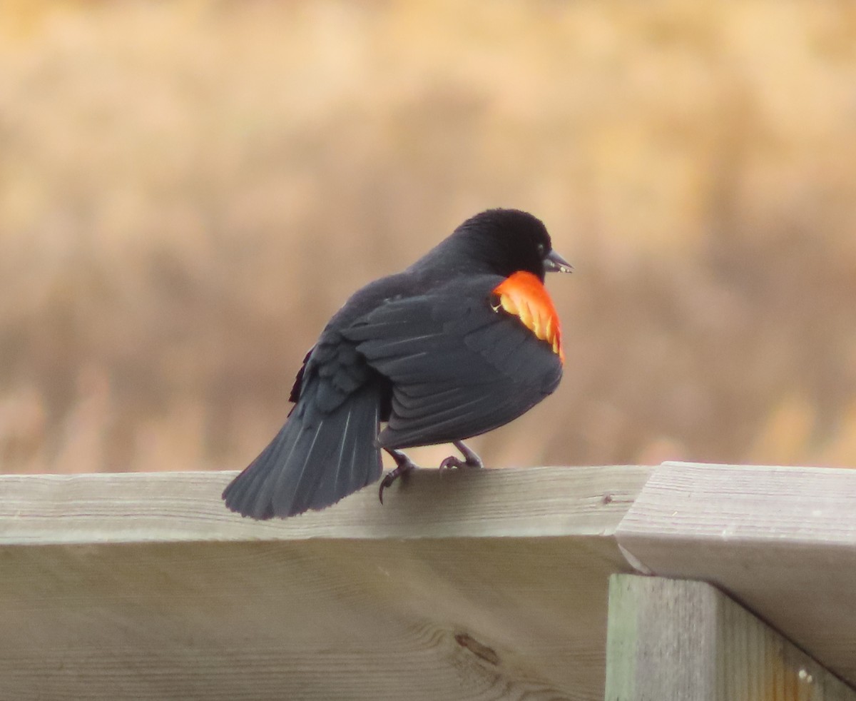 Red-winged Blackbird - ML618253741
