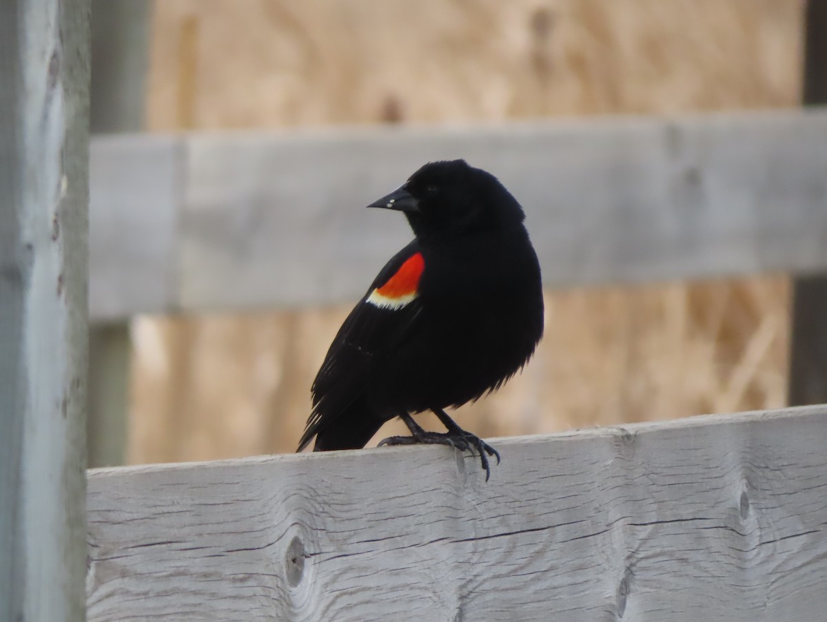 Red-winged Blackbird - ML618253744