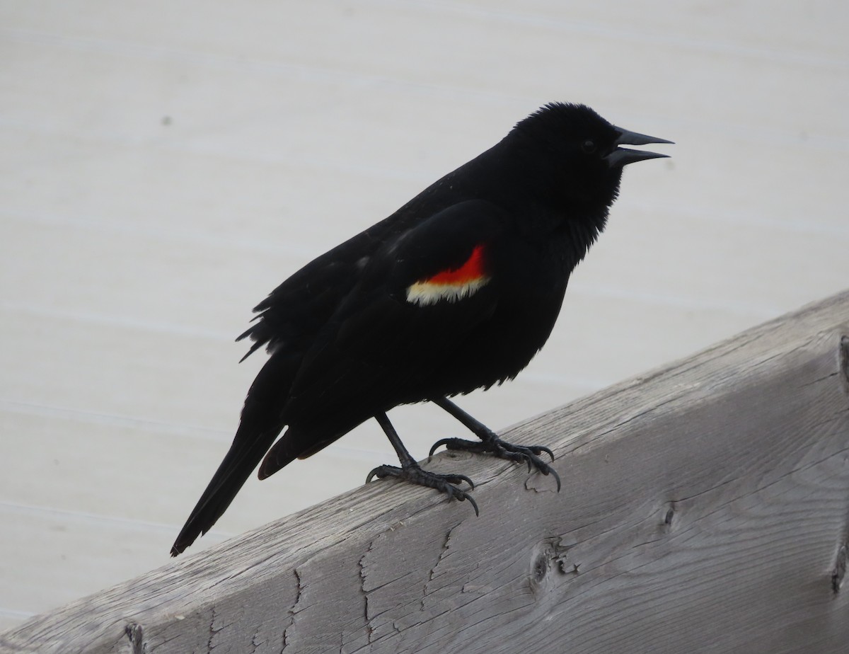 Red-winged Blackbird - ML618253751
