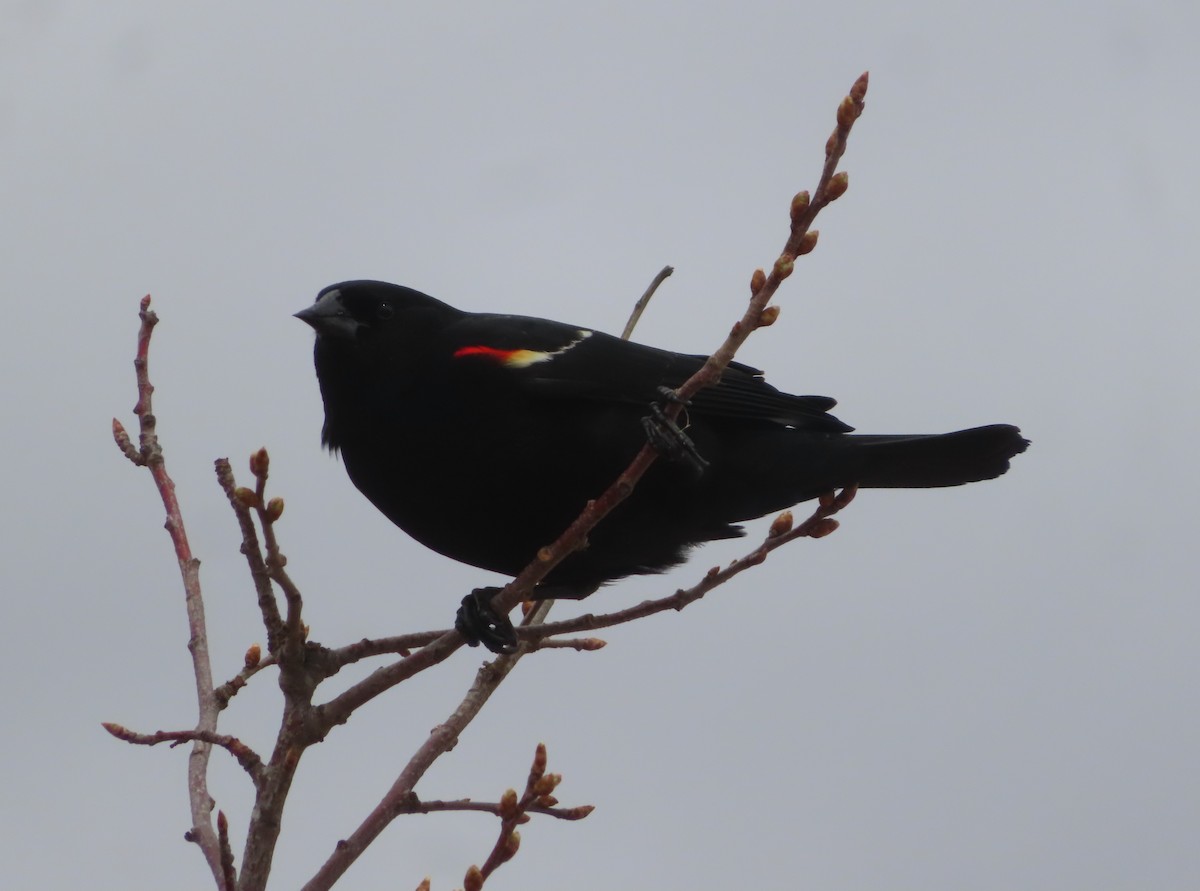 Red-winged Blackbird - Violet Kosack