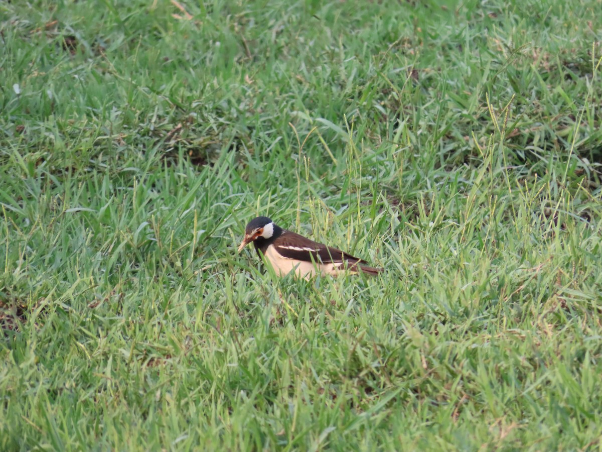 Indian Pied Starling - ML618253781