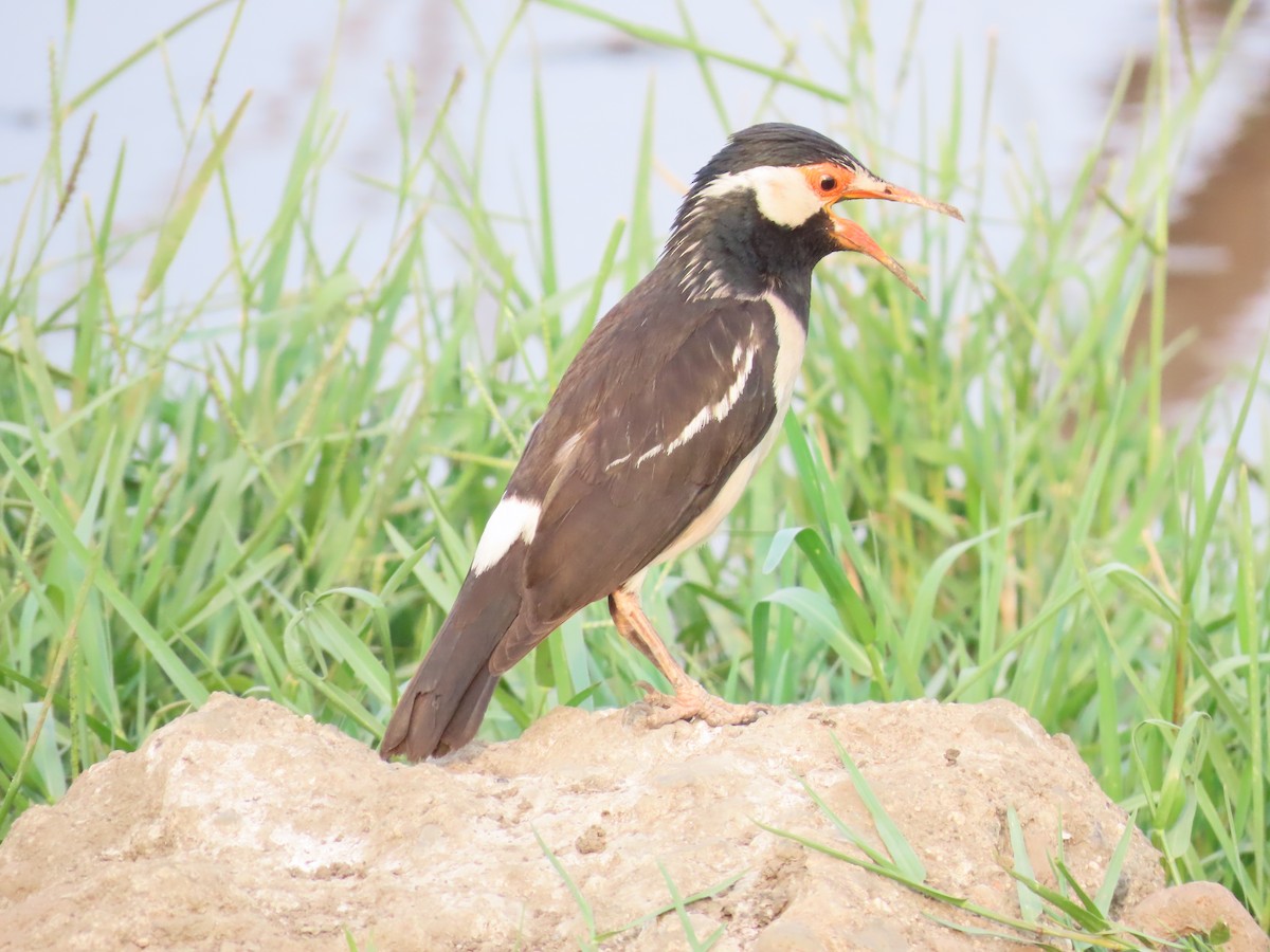 Indian Pied Starling - ML618253783