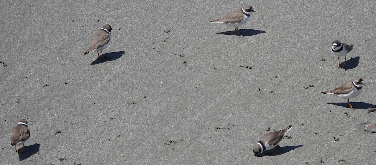 Semipalmated Plover - ML618253845