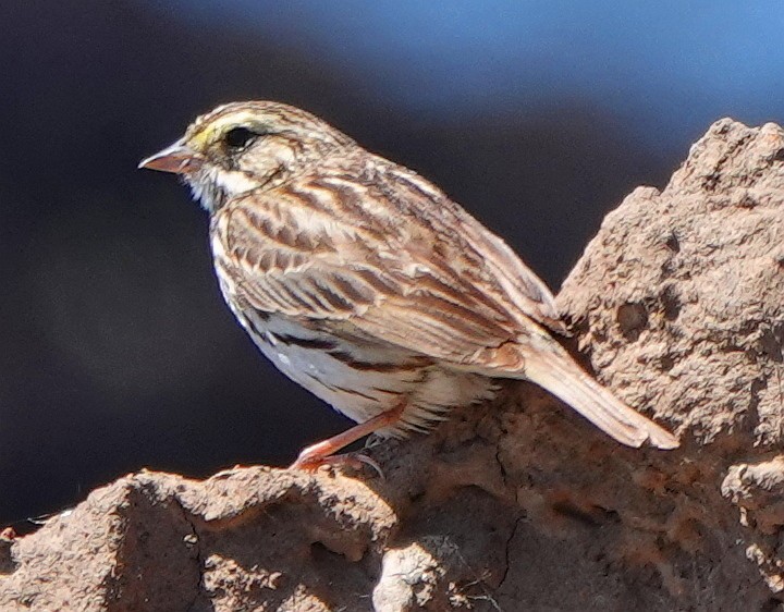 Savannah Sparrow - ML618253889