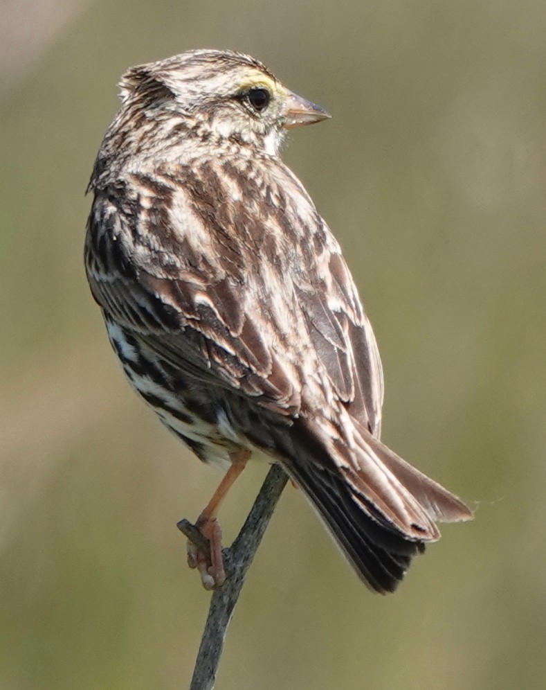 Savannah Sparrow - ML618253891