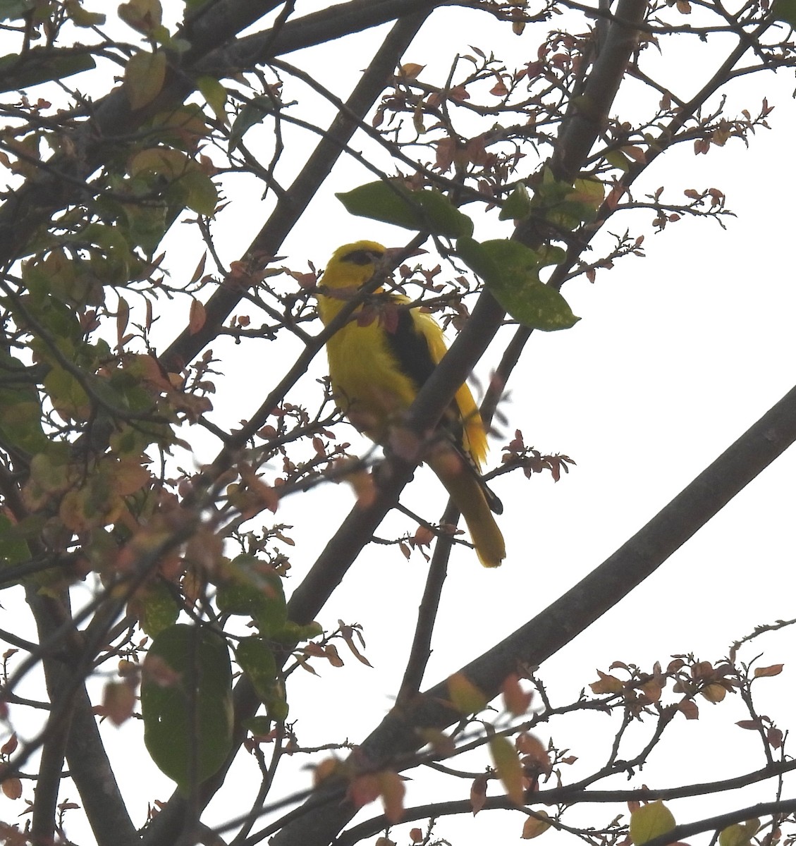 Indian Golden Oriole - ML618253942