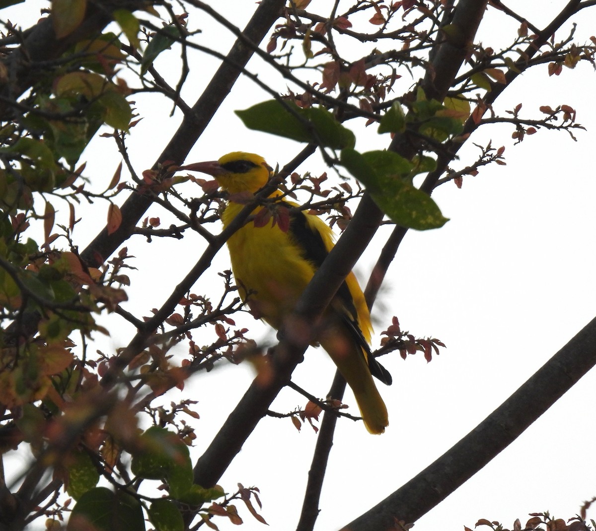 Indian Golden Oriole - ML618253948