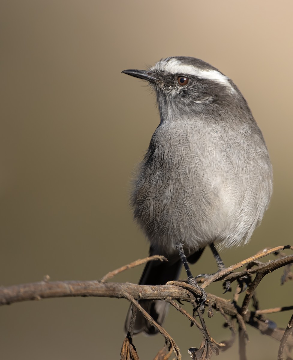 White-browed Chat-Tyrant - ML618253967