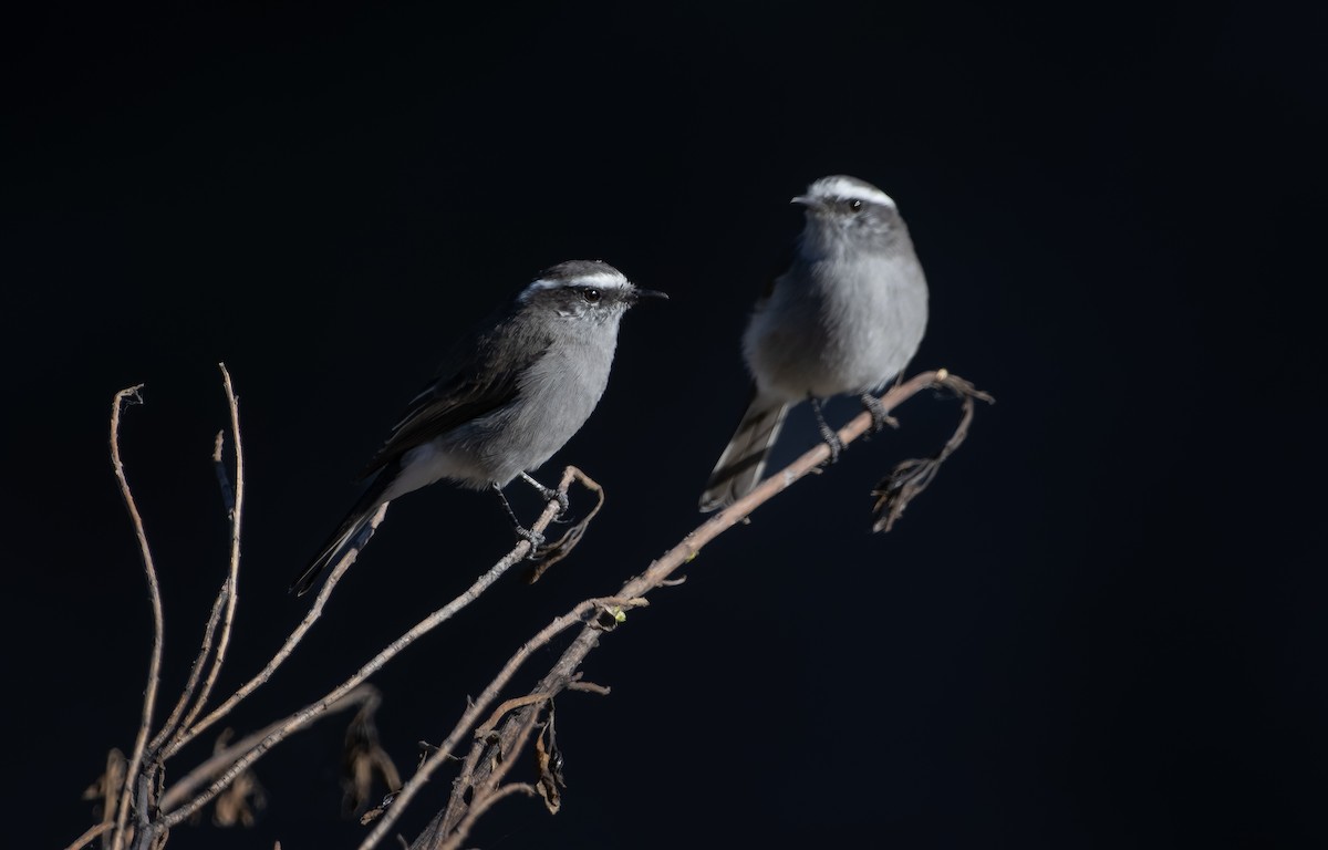 White-browed Chat-Tyrant - ML618253968