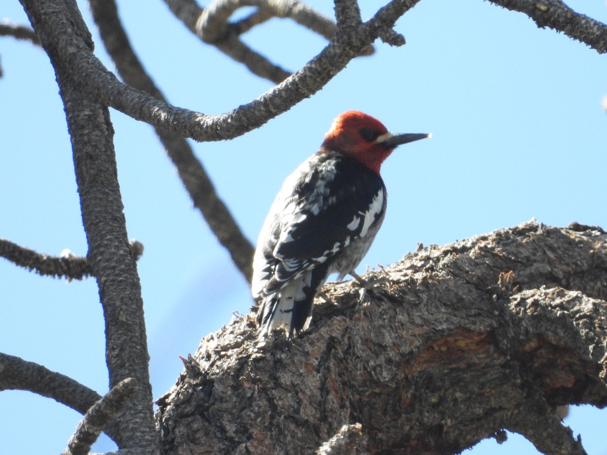 Red-breasted Sapsucker - ML618253978