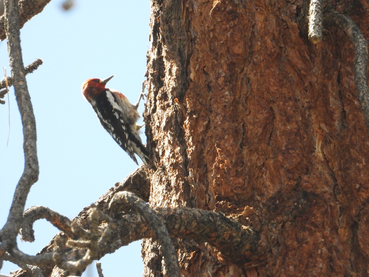 Red-breasted Sapsucker - ML618253980