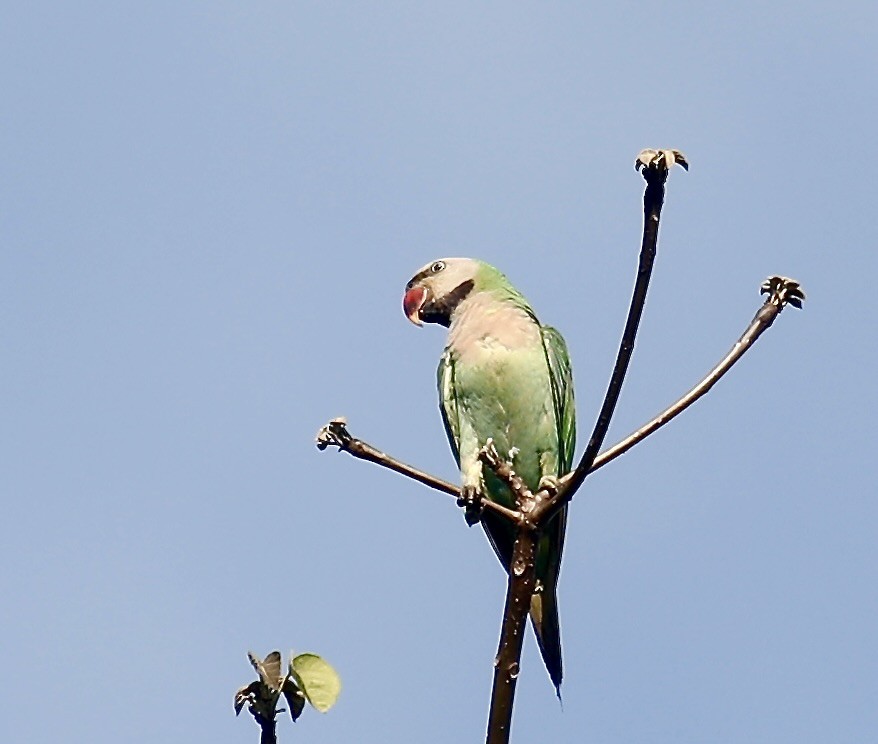 Red-breasted Parakeet - ML618253991