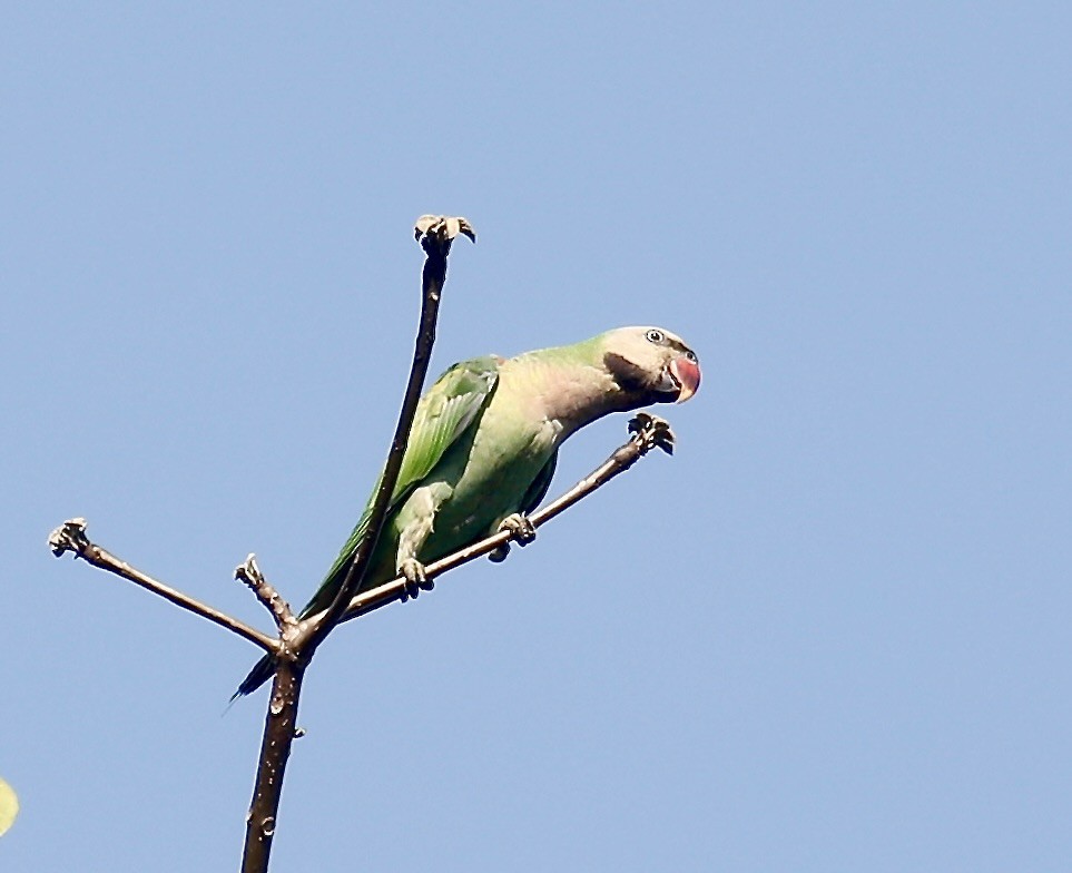 Red-breasted Parakeet - Mark  Hogarth