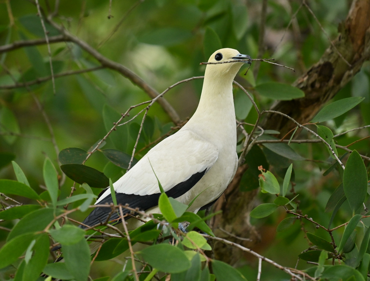 Pied Imperial-Pigeon - ML618254042