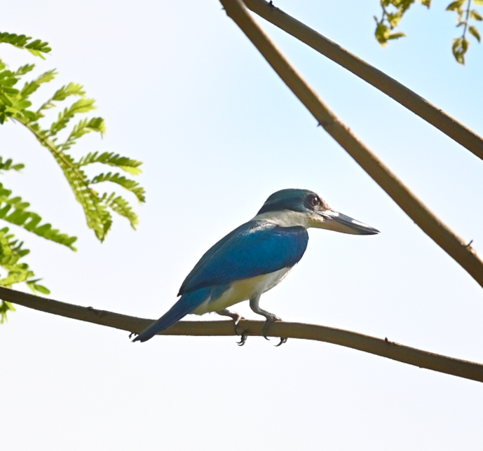 Collared Kingfisher - Rainier Tee