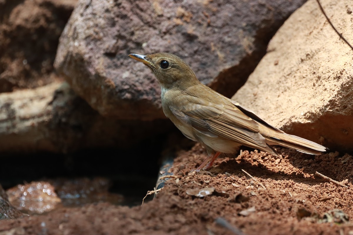 Brown-chested Jungle Flycatcher - ML618254054