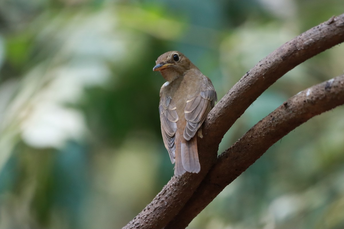 Brown-chested Jungle Flycatcher - Orathai Naumphan