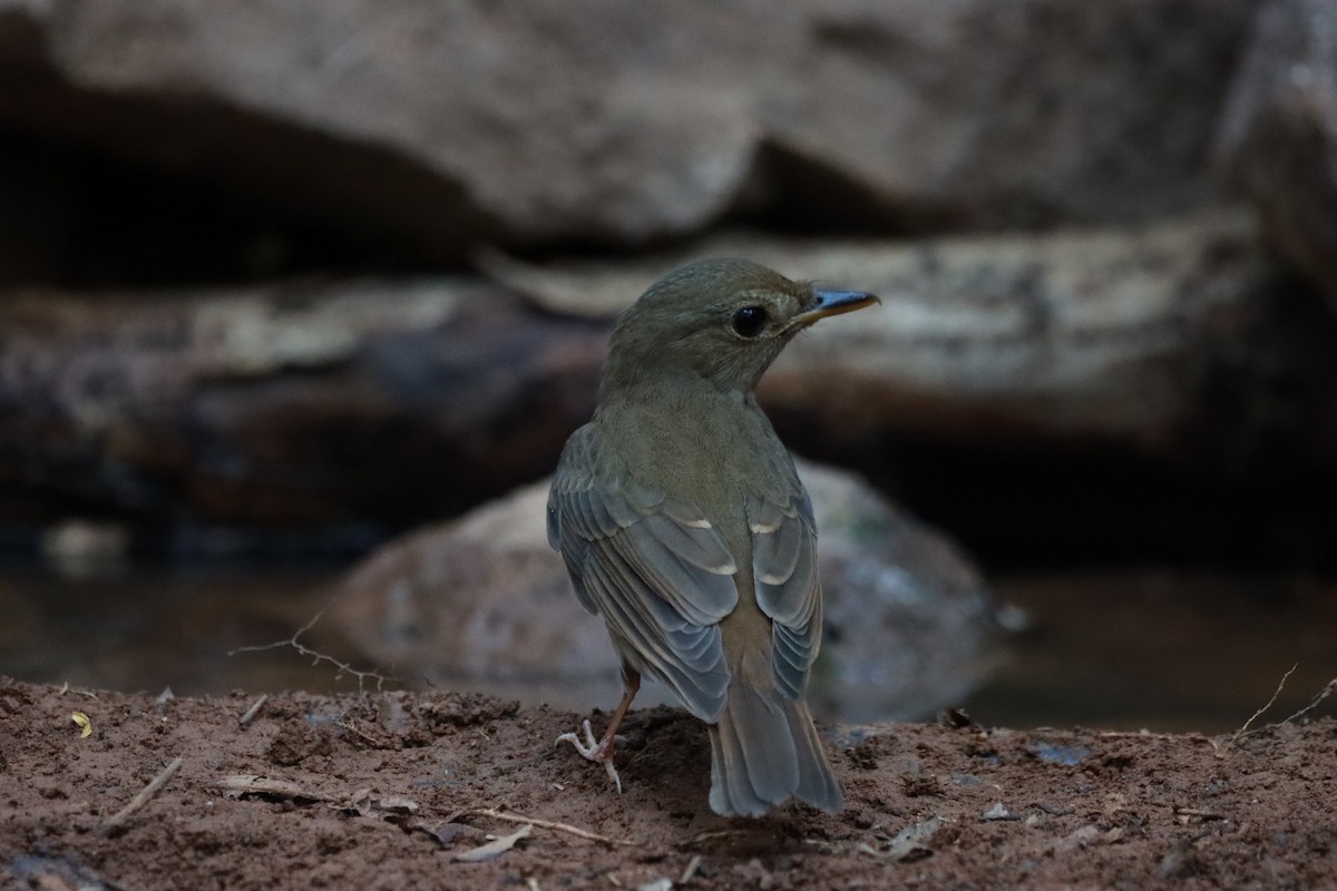 Brown-chested Jungle Flycatcher - ML618254074