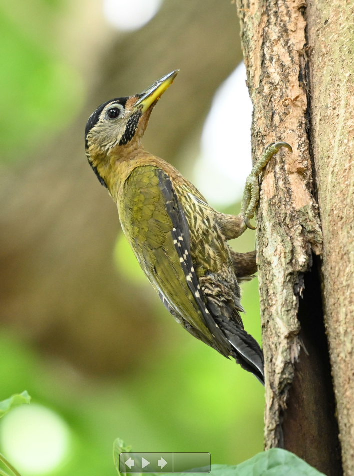 Laced Woodpecker - ML618254095