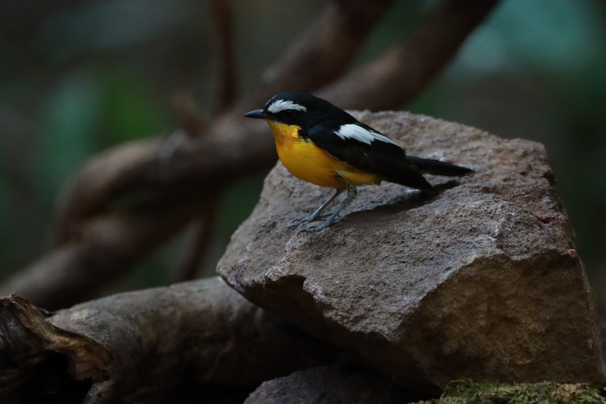Yellow-rumped Flycatcher - Orathai Naumphan