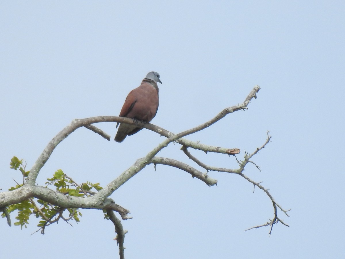 Red Collared-Dove - ML618254130