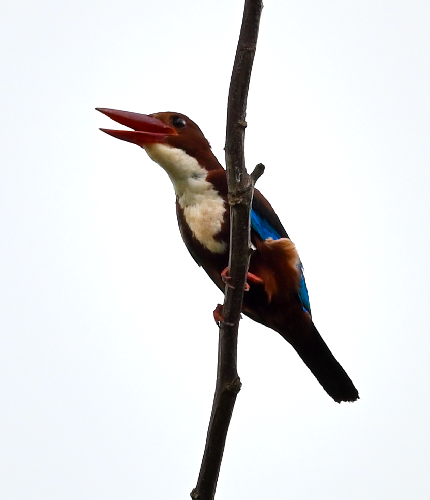 White-throated Kingfisher - Rainier Tee