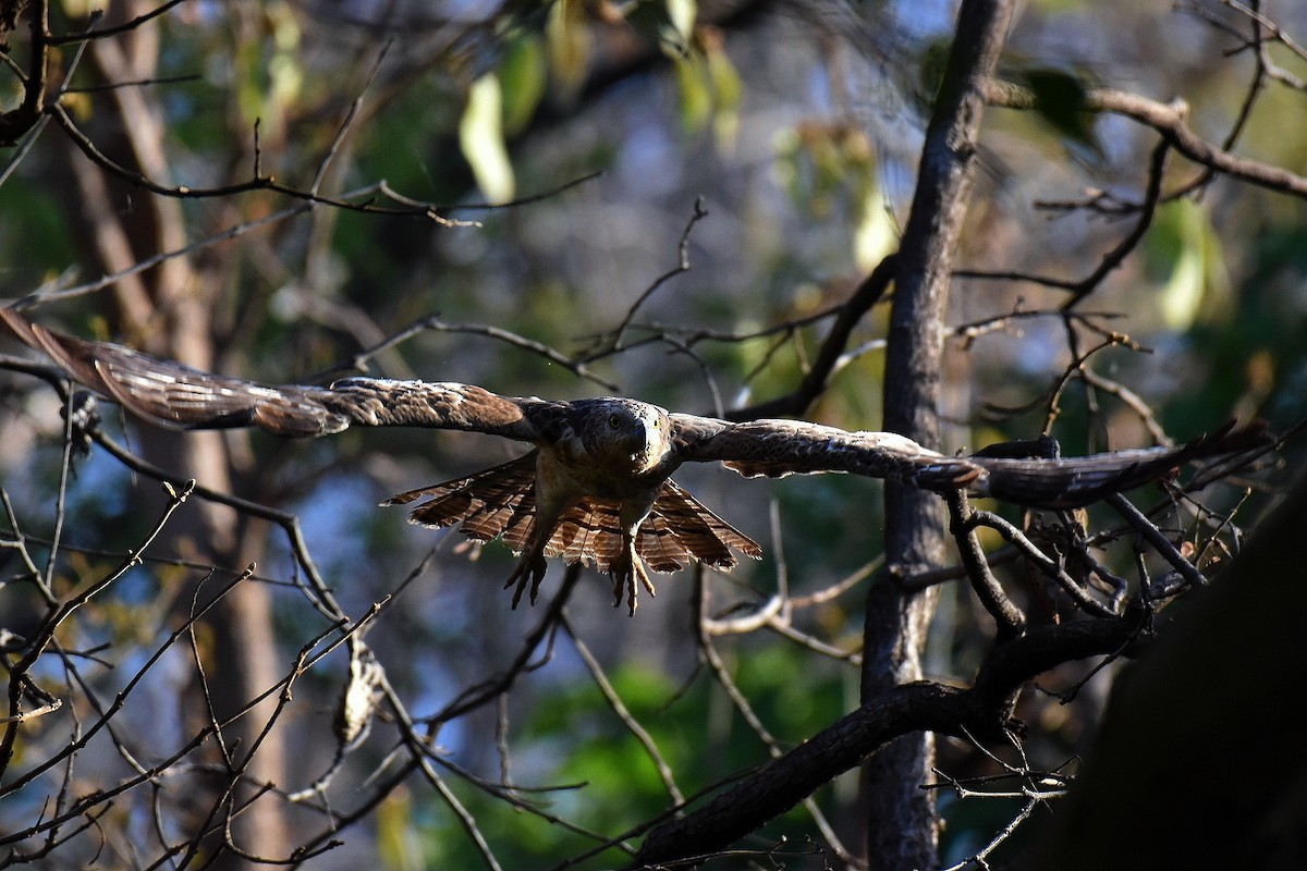 Oriental Honey-buzzard - arun tyagi