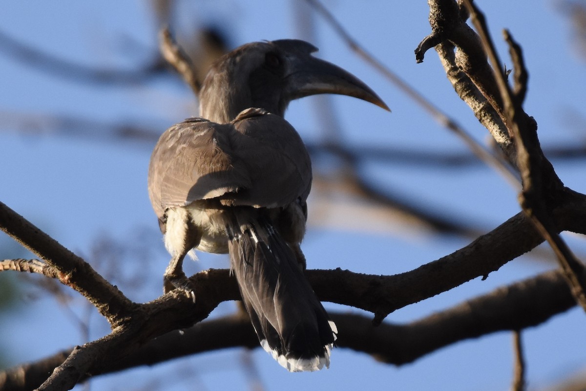 Indian Gray Hornbill - arun tyagi