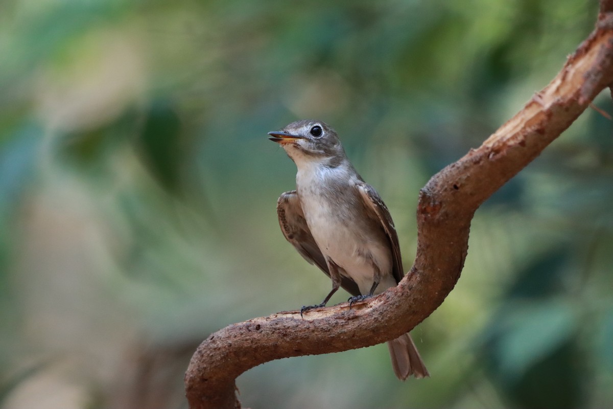 Asian Brown Flycatcher - Orathai Naumphan