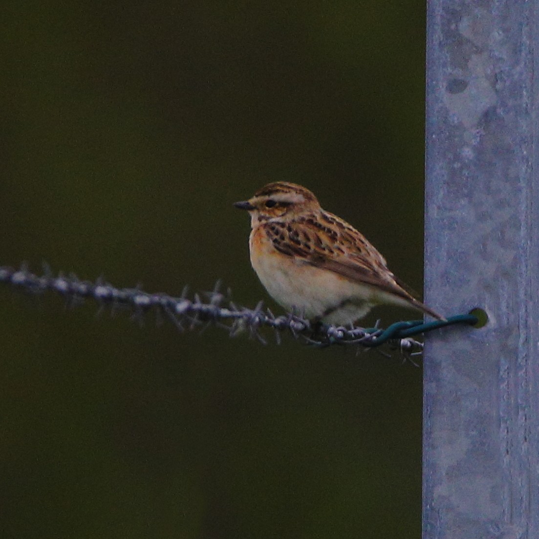 Whinchat - Mili Meher