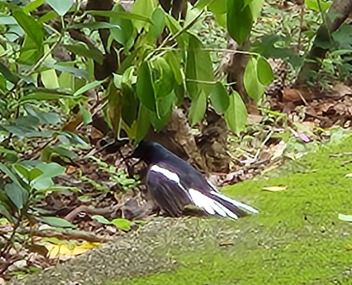 Oriental Magpie-Robin - Chengheng Hu