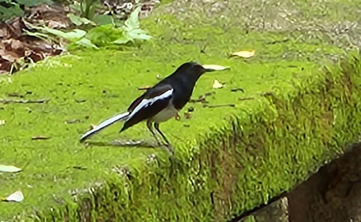 Oriental Magpie-Robin - Chengheng Hu