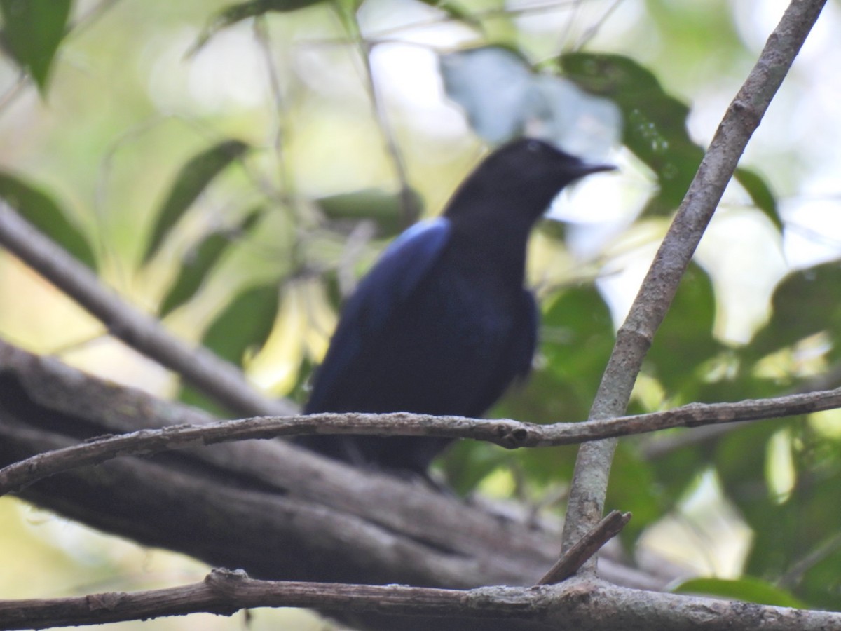 Малабарская синяя птица - ML618254228