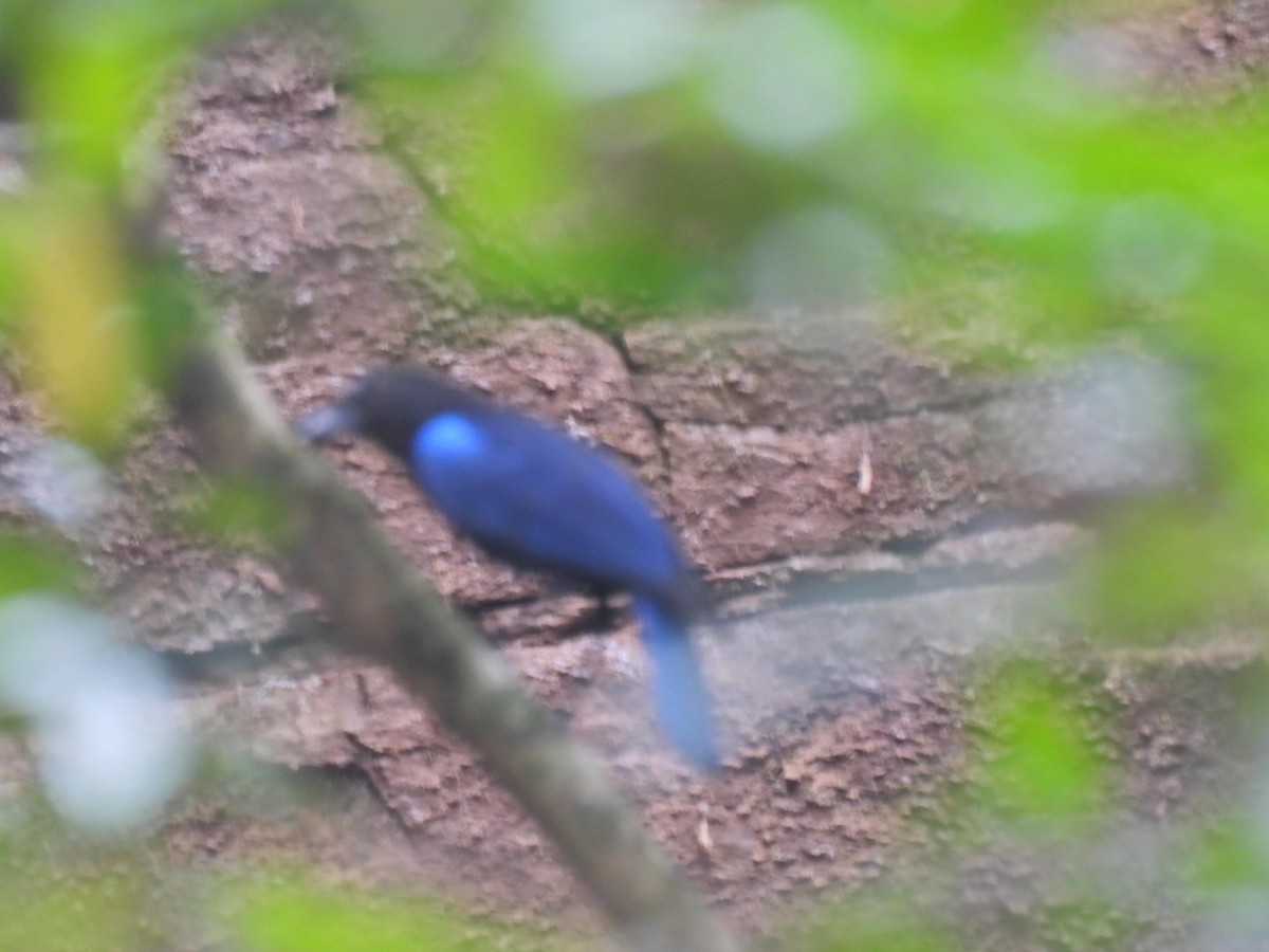 Малабарская синяя птица - ML618254229